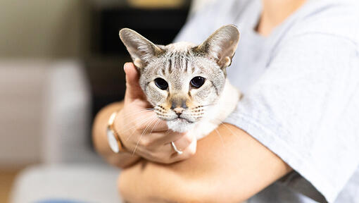 Stroking online a cat